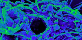 Denmark Reports: New BA.2 Sub-Lineage With H78Y Mutation in ORF3a