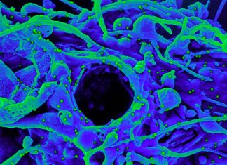 Denmark Reports: New BA.2 Sub-Lineage With H78Y Mutation in ORF3a