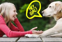 Differences in sound properties help dogs to recognize the voice of their owners over that of a stranger