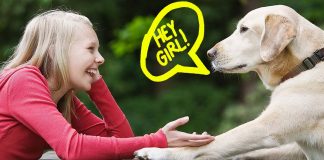 Differences in sound properties help dogs to recognize the voice of their owners over that of a stranger
