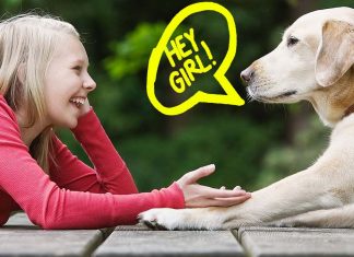 Differences in sound properties help dogs to recognize the voice of their owners over that of a stranger