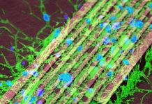 Scientists have developed a new technique that uses microscopic magnetic particles to remotely activate brain cells