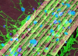 Scientists have developed a new technique that uses microscopic magnetic particles to remotely activate brain cells