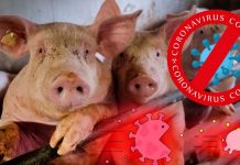 Why Pigs Do Not Get Sick Despite Exposure To SARS-CoV-2 ?