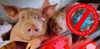 Why Pigs Do Not Get Sick Despite Exposure To SARS-CoV-2 ?