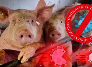Why Pigs Do Not Get Sick Despite Exposure To SARS-CoV-2 ?