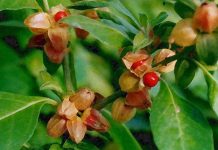 Ashwagandha (Withania somnifera): Effect of extract on sleep
