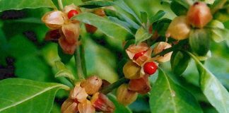 Ashwagandha (Withania somnifera): Effect of extract on sleep