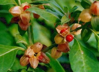 Ashwagandha (Withania somnifera): Effect of extract on sleep