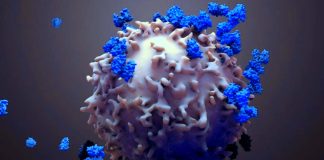 The body’s T cells provide long-lasting memory against the virus following vaccination or infection from COVID-19