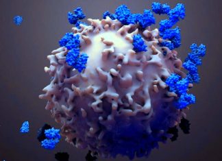 The body’s T cells provide long-lasting memory against the virus following vaccination or infection from COVID-19