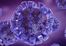 Vascular dysregulation following SARS-CoV-2 infection involves integrin signalling