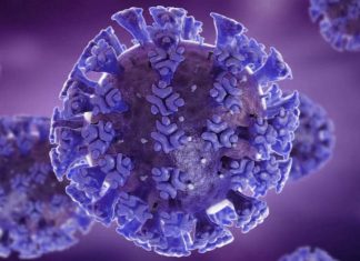 Vascular dysregulation following SARS-CoV-2 infection involves integrin signalling