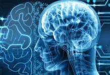 Neurons in the anterior cingulate store social rank information to inform upcoming decisions