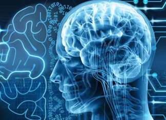 Neurons in the anterior cingulate store social rank information to inform upcoming decisions