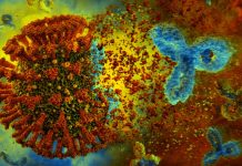 IgA Antibodies In Respiratory Tract Can Protect The Unvaccinated Against COVID-19