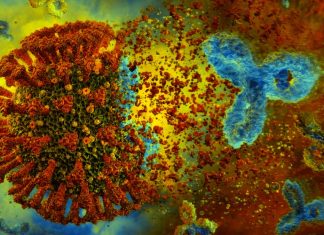 IgA Antibodies In Respiratory Tract Can Protect The Unvaccinated Against COVID-19