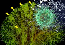 COVID-19: excessive neuropeptide secretion by neuroendocrine cells in the lungs can lead to fluid buildup and poor oxygenation
