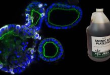 Phytochemical Tannic Acid Inhibits Three Critical Pathways Involved In SARS-CoV-2 Infection