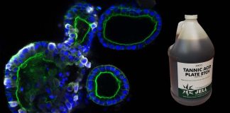 Phytochemical Tannic Acid Inhibits Three Critical Pathways Involved In SARS-CoV-2 Infection