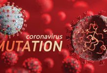 Two consecutive mutations (R203K/G204R) in the nucleocapsid (N) protein are associated with higher viral loads in COVID-19 patients