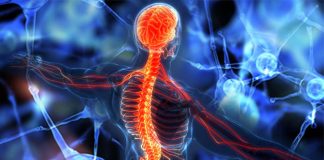 The enzyme ADM-4 as an essential fusogen required for nerve repair