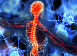 The enzyme ADM-4 as an essential fusogen required for nerve repair