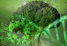 Sulforaphane is antiviral against SARS-CoV-2 coronaviruses