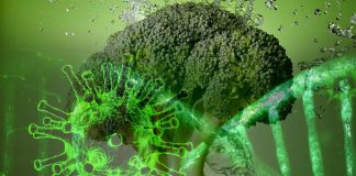 Sulforaphane is antiviral against SARS-CoV-2 coronaviruses