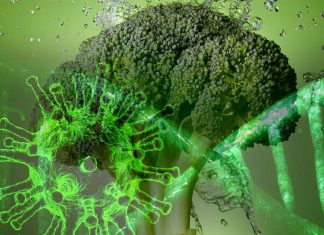 Sulforaphane is antiviral against SARS-CoV-2 coronaviruses