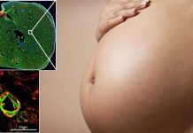 Inhaled nanoparticles found in thousands of common products can cross the placenta during pregnancy