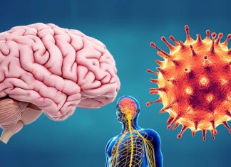 Researchers have shown in detail how COVID-19 affects the central nervous system