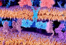 Natural killer (NK) cells combined with a novel bispecific antibody AFM13 achieved effective responses in patients with refractory lymphoma