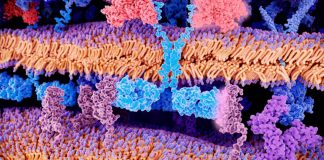 Natural killer (NK) cells combined with a novel bispecific antibody AFM13 achieved effective responses in patients with refractory lymphoma