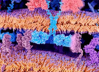 Natural killer (NK) cells combined with a novel bispecific antibody AFM13 achieved effective responses in patients with refractory lymphoma