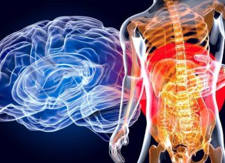 Concussion alters the gut microbiome