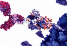 The J08 antibody is capable of both preventing and treating COVID-19