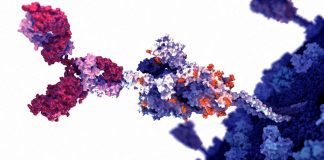 The J08 antibody is capable of both preventing and treating COVID-19