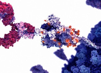The J08 antibody is capable of both preventing and treating COVID-19