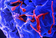 Lloviu: a possible new pandemic threat
