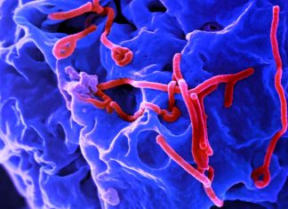 Lloviu: a possible new pandemic threat