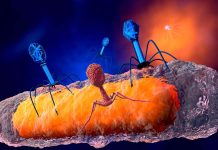 Researchers have successfully used bacteriophages to treat an antibiotic-resistant mycobacterial lung infection