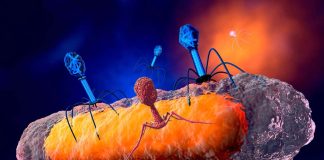 Researchers have successfully used bacteriophages to treat an antibiotic-resistant mycobacterial lung infection