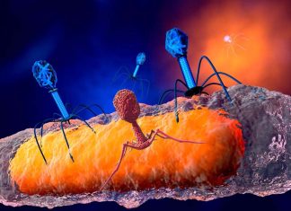 Researchers have successfully used bacteriophages to treat an antibiotic-resistant mycobacterial lung infection