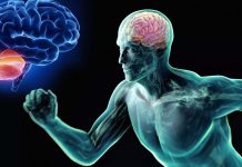 The brain looks for the best way to move the body