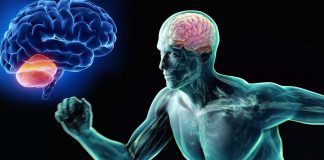 The brain looks for the best way to move the body