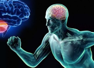 The brain looks for the best way to move the body