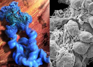 Combination of nucleic acid nanotechnology and cryo-EM enables visualization of RNA structures at near-atomic resolution