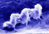 Nano-sized robots can help kill bacteria deep inside dentinal tubules