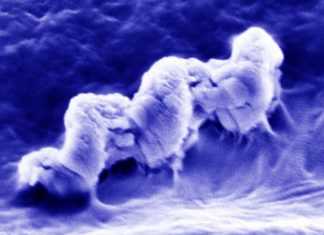 Nano-sized robots can help kill bacteria deep inside dentinal tubules